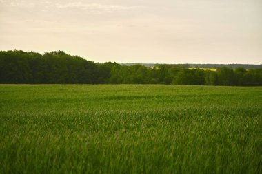 Baharda yeşil yaşam alanı