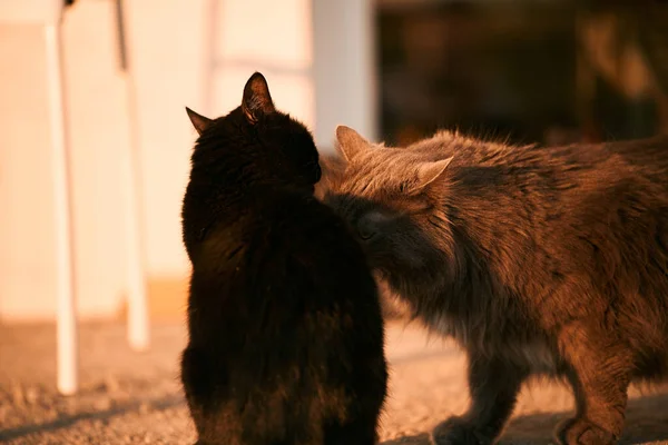 Две Кошки Улице Любовь Доминирование Дружеское Поведение Домашних Животных — стоковое фото