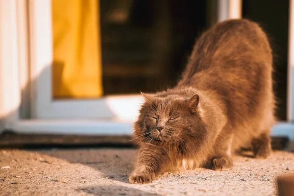 Gato Cinzento Que Estende Frente Uma Porta Gato Doméstico Varanda — Fotografia de Stock