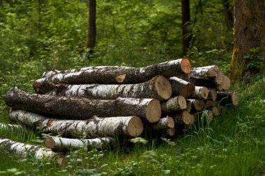 Ormanların yok edilmesi çevre ve sürdürülebilirlik için bir tehdittir. Kesilmiş ağaçların kütükleri. İnsan faaliyetlerinin yol açtığı hasar