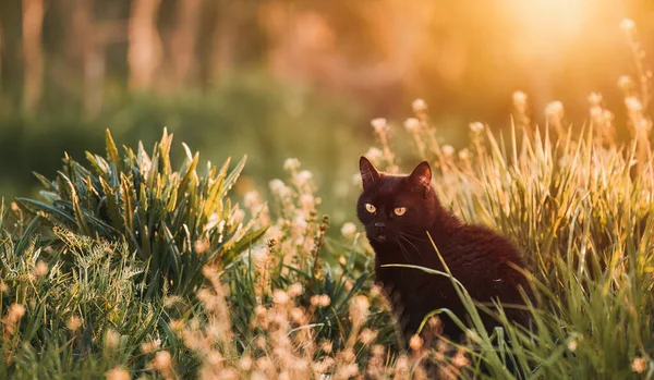 Çimenlikteki Siyah Bir Kedi Doğada Sarı Gözlü Güzel Siyah Kedi — Stok fotoğraf