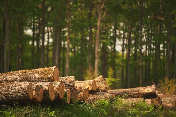 Effets Dévastateurs Déforestation Fossés Grumes Pins Feuillus Exploités — Photo