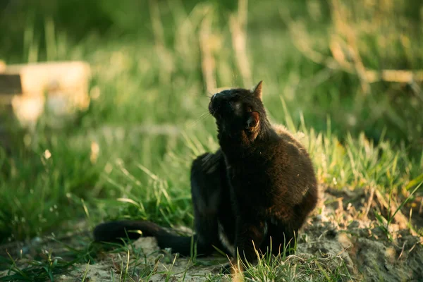 Kedi Arka Pençesiyle Boynunu Kaşır Kedi Oturur Orta Pençesiyle Boynunu — Stok fotoğraf