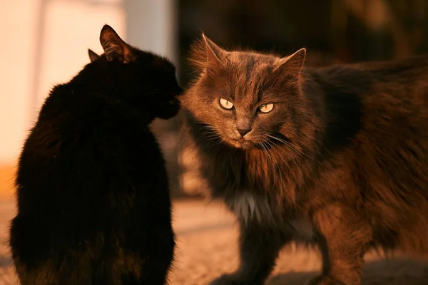 Momento Comovente Como Dois Gatos Encontram Livre Dois Gatos Cheiram — Fotografia de Stock
