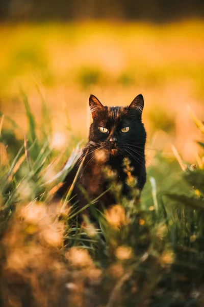 草の野に黒い猫がいる 自然の中で黄色の目を持つ美しい黒猫の肖像画 草の中を歩く猫 — ストック写真