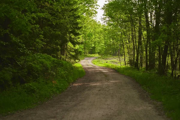 stock image Wilderness trail through green trees in woods. The trail, a visible path through the woods, invites exploration and outdoor adventure. Surrounded by tall and majestic trees.