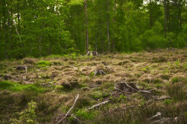 Ormanların yok edilmesi çevre ve sürdürülebilirlik için bir tehdittir. Kesilmiş ağaçların kütükleri. İnsan faaliyetlerinin yol açtığı hasar