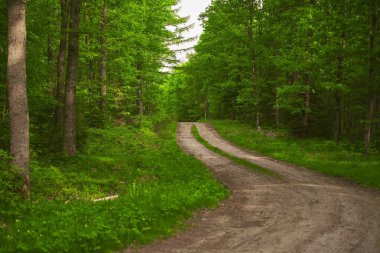 Vahşi doğa ormandaki yeşil ağaçların arasında yol alır. Ormanda görülebilir bir yol olan patika, keşif ve açık hava macerasına davetiye çıkarır. Uzun ve görkemli ağaçlarla çevrili.