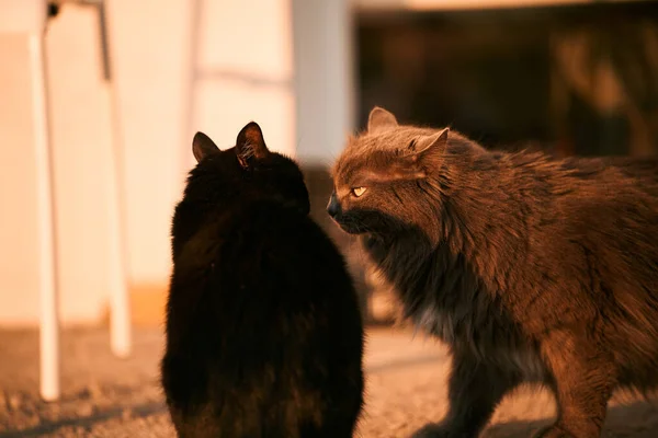 Two cats sniff each other outdoors. Meeting of two cats, cat wedding.