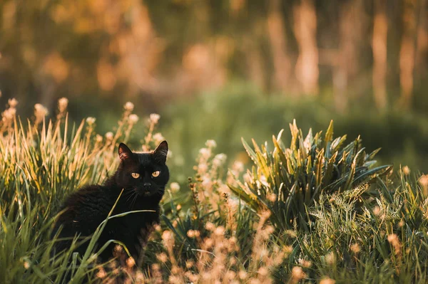 草の野に黒い猫がいる 自然の中で黄色の目を持つ美しい黒猫の肖像画 草の中を歩く猫 — ストック写真