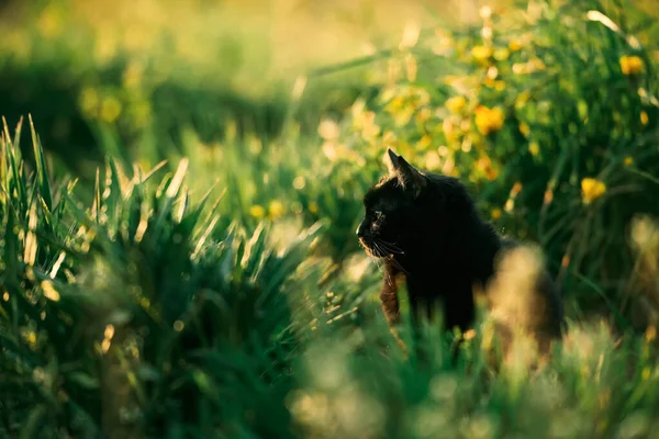 草の中のペット 猫とダニは春です 郊外の夕日 — ストック写真