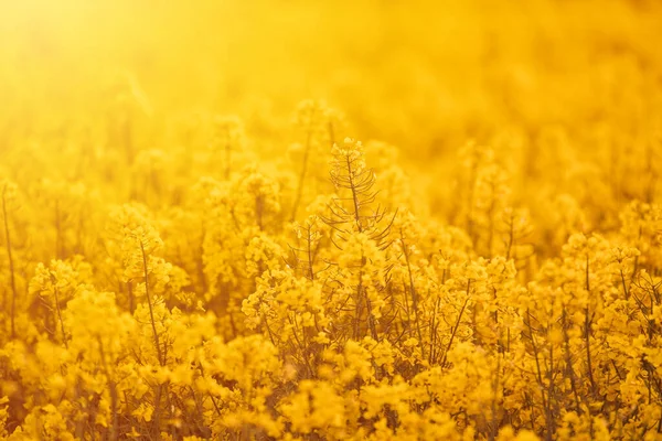 Blooming Canola Flowers Close Rape Field Summer Bright Yellow Rapeseed — Stock Photo, Image