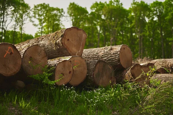 stock image Deforestation. Stumps show that overexploitation leads to deforestation endangering the environment and sustainability. Pine tree forestry exploitation on a sunny day in the forests of Europe