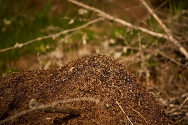 Karıncalar Ormanda Yuva Yapar Ormanda Büyük Bir Karınca Yuvası Doğal — Stok fotoğraf