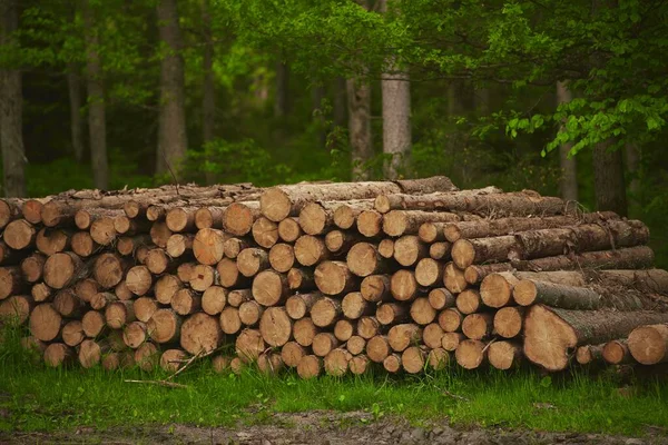 Grandes Billes Bois Sont Préparées Dans Une Scierie Pour Production — Photo