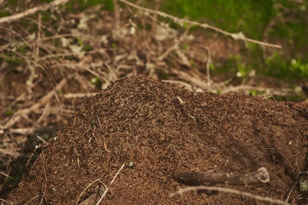 Las Hormigas Anidan Bosque Gran Hormiguero Bosque Hogar Para Hormigas — Foto de Stock