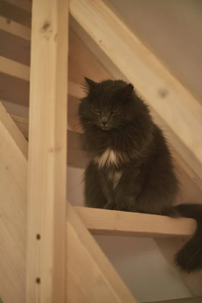 Чарівна Кішка Дерев Яних Сходах Домашньому Будинку — стокове фото