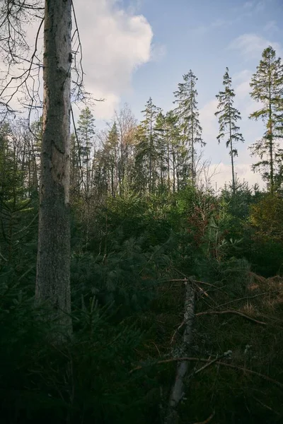 若いトウヒの木と苗木 より良い未来と森林再生の概念 ヨーロッパの森林回復と環境保護 — ストック写真