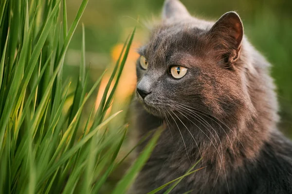かわいい友達猫が夏の庭の緑の草の上に座っていて — ストック写真
