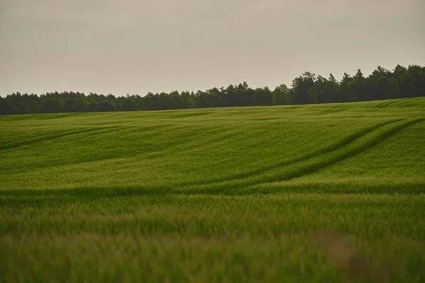 農業の若い小麦畑 夜明けにコムギ畑だ 春の農地の風景画 地球の美しさを発見 — ストック写真