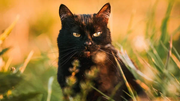 可爱的朋友猫正坐在阳光灿烂的夏天花园里的绿草上 — 图库照片