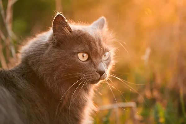 野良猫が自然の中で 緑の草の猫 夏の夜庭でペットと — ストック写真