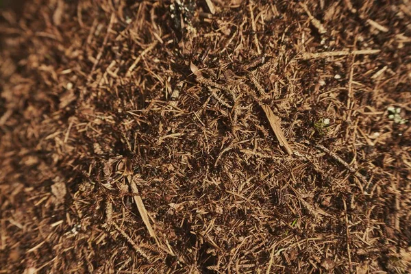 蚂蚁的窝 在地面上工作的蚂蚁的近景或宏观镜头 蚂蚁在蚂蚁山上爬行 数以百计的蚂蚁成群结队地聚集在他们的土堆上 — 图库照片
