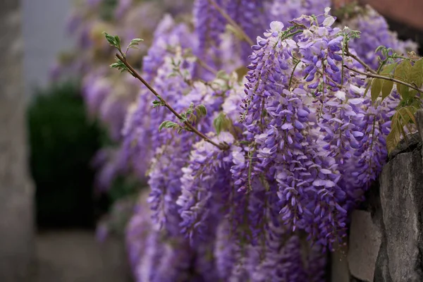 Purple flowers tree. Wisteria violet blossoms on a vintage house in Italy. Natural home decoration with wisteria flowers. Big wisteria tree