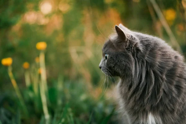 Cute Friend Cat Sitting Green Grass Sunny Summer Garden — Stock Photo, Image