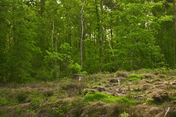 Αποψίλωση Κούτσουρα Δείχνουν Ότι Υπερεκμετάλλευση Οδηγεί Αποψίλωση Των Δασών Που — Φωτογραφία Αρχείου