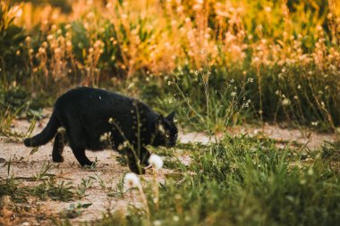 Çimenlikteki siyah bir kedi. Doğada sarı gözlü güzel siyah kedi portresi. Evcil kedi çimenlerde yürüyor.