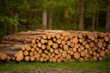 Orman çamı ve çam ağaçları. Kütük sandıkları, kereste sanayisi..