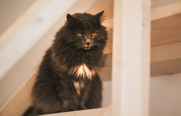 Kot Drewnianych Schodach Domu Pet Wewnątrz Domu Pomieszczeniach — Zdjęcie stockowe