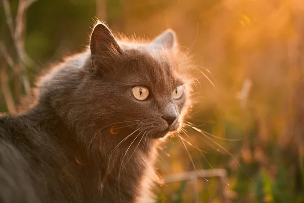 Aranyos Barát Macska Zöld Egy Napos Nyári Kertben — Stock Fotó