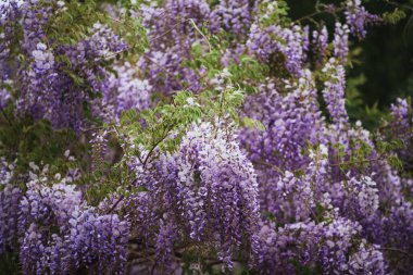 Mor çiçek ağacı. İtalya 'da eski bir evde mor salkım çiçek açar. Wisteria çiçekleriyle doğal ev dekorasyonu. Büyük salkım ağacı