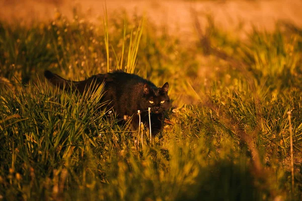 在草丛中宠物 春天的时候 猫和怕痒 日落在郊区 — 图库照片