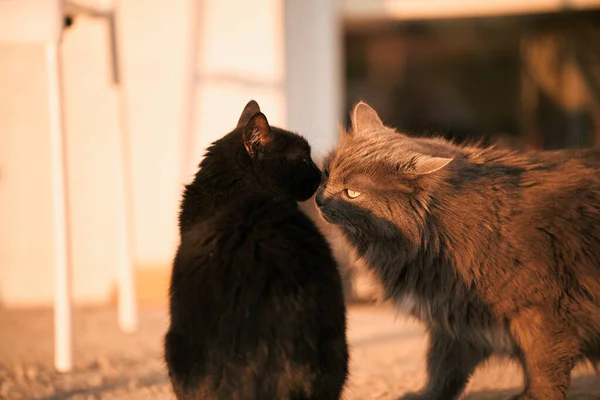 heartwarming moment as two cats meet outdoors. Two cats sniff each other outdoors. Meeting of two cats, cat wedding.