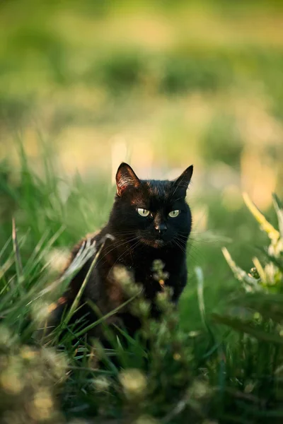 Černá Kočka Travnatém Poli Krásný Černý Kočičí Portrét Žlutýma Očima — Stock fotografie