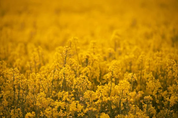 Rapeseed Field Agriculture Landscape Canola Field Blue Sky Background Agriculture — Stock Photo, Image