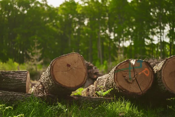 Bir Yığın Tahta Kütük Kesilmiş Istiflenmiş Büyük Ağaç Gövdeleri Ormanda — Stok fotoğraf