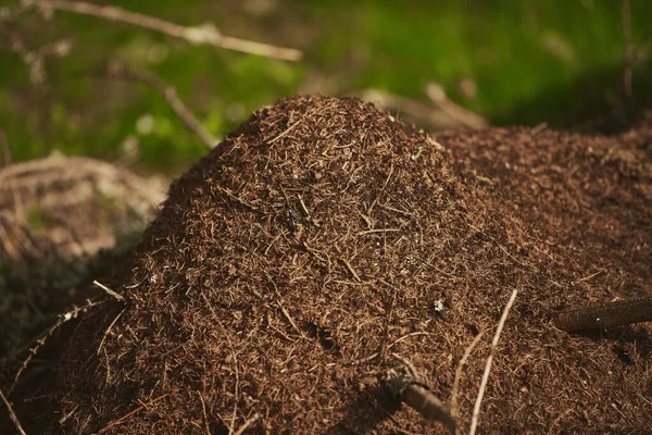 Riesiger Ameisenhaufen Europäischen Wald — Stockfoto