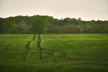 Yeşil bir ormandaki uzun ağaçların arasından geçeceğiz. Spring Forest Yolu manzarası. Vahşi yaşam arka planı