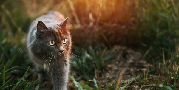 Ładny Przyjaciel Kot Siedzi Zielonej Trawie Słoneczny Letni Ogród — Zdjęcie stockowe