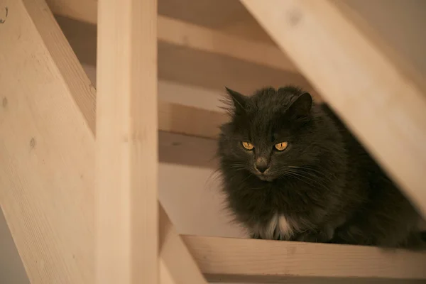 Cat on wooden stairs in the house. pet inside an indoor home.