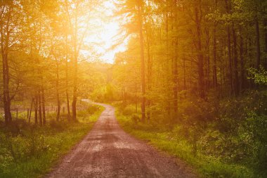 Ormanda patika yolu. Ormanda bir patika. İlkbaharda Sabah.