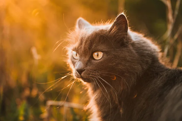 大自然中美丽的流浪猫 在绿草中的猫 — 图库照片