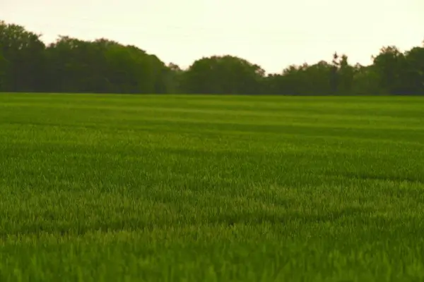 緑の野だ 農業の風景 大麦の草 緑のフィールドと空 春の風景のフィールドのパス — ストック写真