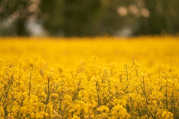 stock image Blooming canola flowers close up. Rape on the field in summer. Bright Yellow rapeseed oil. Rapeseed field agriculture landscape. Canola flower field close up. Agriculture rapeseed field