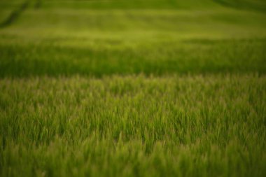 Tarım genç buğday tarlası. Şafakta buğday tarlası. İlkbaharda tarım arazisinin manzaralı görüntüsü. Toprağın güzelliğini keşfedin.