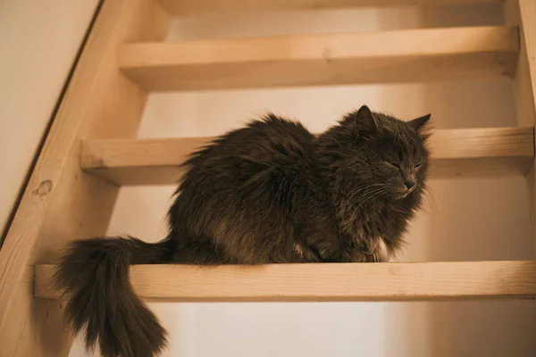 Cat on wooden stairs in the house. pet inside an indoor home.